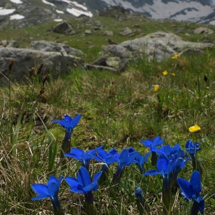 Gentiana verna